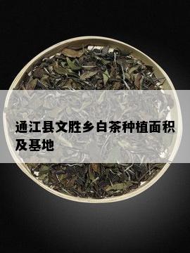 通江县文胜乡白茶种植面积及基地