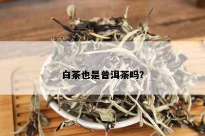 白茶也是普洱茶吗？