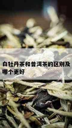 白牡丹茶和普洱茶的区别及哪个更好