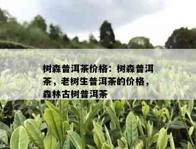 树森普洱茶价格：树森普洱茶，老树生普洱茶的价格，森林古树普洱茶