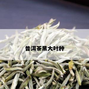 普洱茶黑大叶种