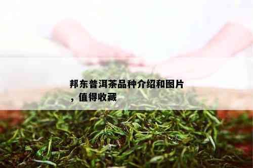 邦东普洱茶品种介绍和图片，值得收藏