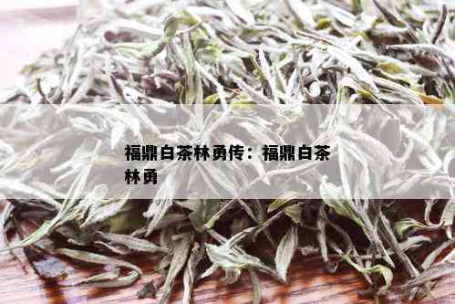 福鼎白茶林勇传：福鼎白茶林勇