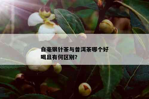 白毫银针茶与普洱茶哪个好喝且有何区别？