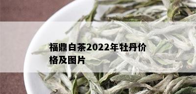 福鼎白茶2022年牡丹价格及图片