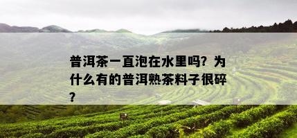 普洱茶一直泡在水里吗？为什么有的普洱熟茶料子很碎？