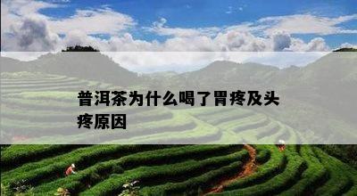 普洱茶为什么喝了胃疼及头疼原因