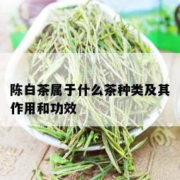 陈白茶属于什么茶种类及其作用和功效