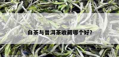 白茶与普洱茶收藏哪个好？