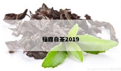 福鼎白茶2019