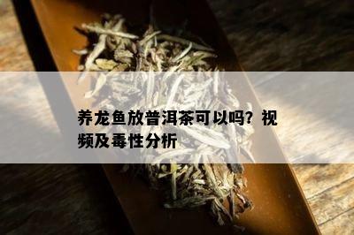 养龙鱼放普洱茶可以吗？视频及性分析