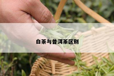 白茶与普洱茶区别