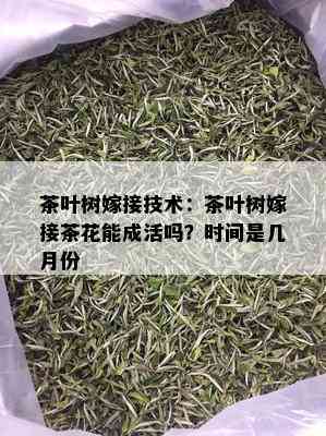 茶叶树嫁接技术：茶叶树嫁接茶花能成活吗？时间是几月份