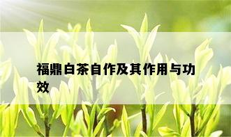 福鼎白茶自作及其作用与功效