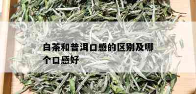 白茶和普洱口感的区别及哪个口感好