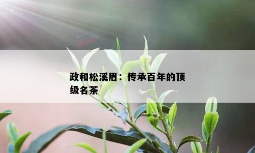 政和松溪眉：传承百年的顶级名茶