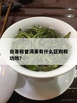 白茶和普洱茶有什么区别和功效？