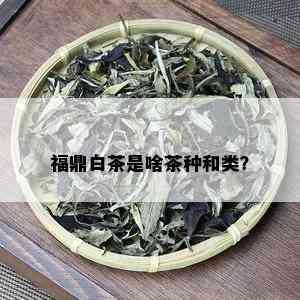 福鼎白茶是啥茶种和类？