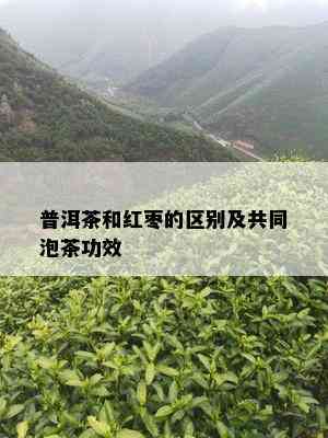 普洱茶和红枣的区别及共同泡茶功效