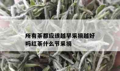 所有茶都应该越早采摘越好吗红茶什么节采摘