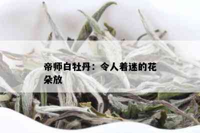 帝师白牡丹：令人着迷的花朵放