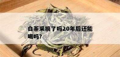 白茶采摘了吗20年后还能喝吗？