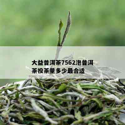 大益普洱茶7562泡普洱茶投茶量多少最合适