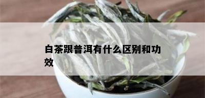 白茶跟普洱有什么区别和功效