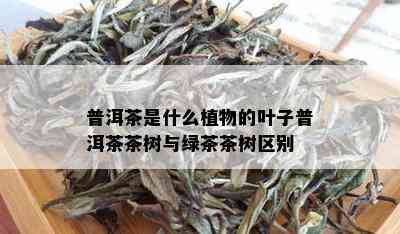 普洱茶是什么植物的叶子普洱茶茶树与绿茶茶树区别