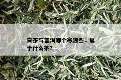 白茶与普洱哪个寒凉些，属于什么茶?