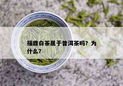 福鼎白茶属于普洱茶吗？为什么？