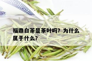 福鼎白茶是茶叶吗？为什么属于什么？