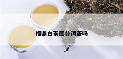 福鼎白茶属普洱茶吗