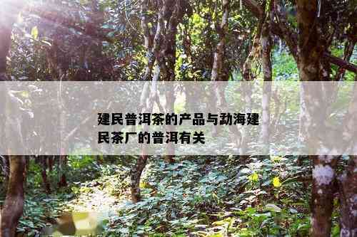 建民普洱茶的产品与勐海建民茶厂的普洱有关