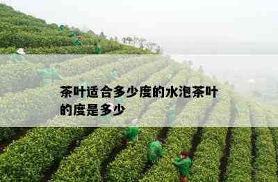 茶叶适合多少度的水泡茶叶的度是多少