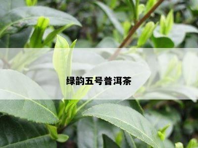 绿韵五号普洱茶