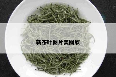 新茶叶图片美图欣