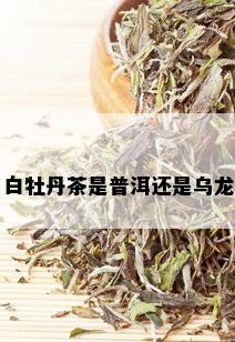 白牡丹茶是普洱还是乌龙