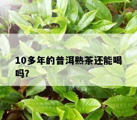 10多年的普洱熟茶还能喝吗？