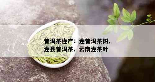 普洱茶连产：连普洱茶树、连县普洱茶、云南连茶叶