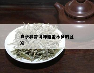 白茶和普洱味道差不多的区别