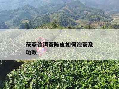 茯苓普洱茶陈皮如何泡茶及功效