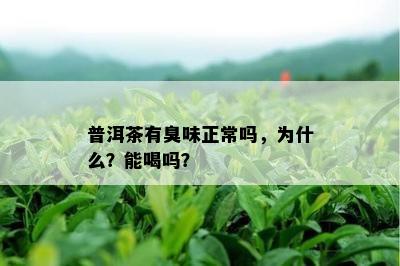 普洱茶有臭味正常吗，为什么？能喝吗？