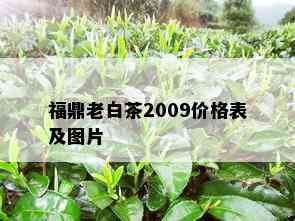 福鼎老白茶2009价格表及图片