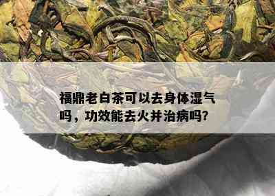 福鼎老白茶可以去身体湿气吗，功效能去火并治病吗？