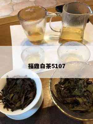 福鼎白茶5107