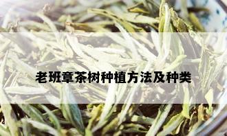 老班章茶树种植方法及种类