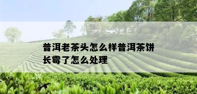 普洱老茶头怎么样普洱茶饼长霉了怎么处理