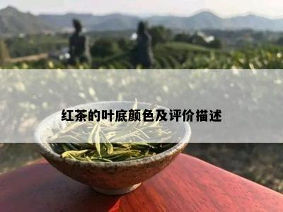 红茶的叶底颜色及评价描述