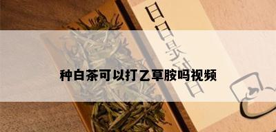 种白茶可以打乙草胺吗视频